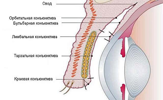 Конъюнктива глаза схема