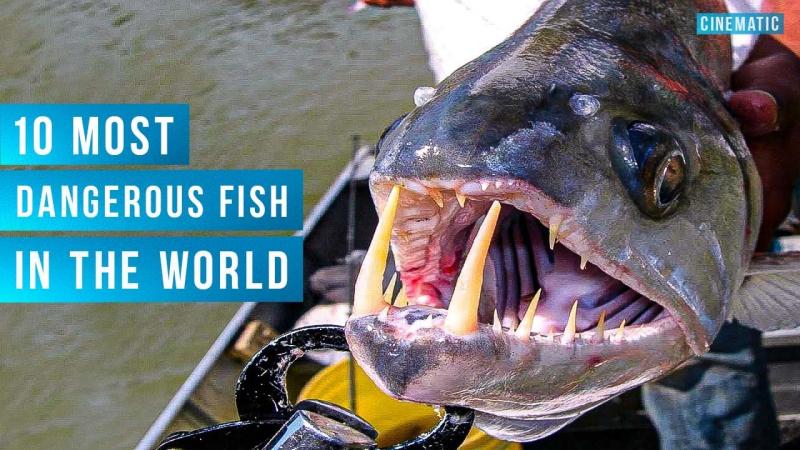 10 MOST DANGEROUS FISH IN THE WORLD