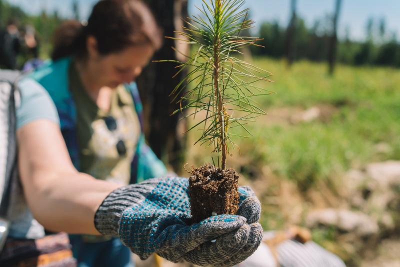 «Столото» и «Волонтеры леса» высадили 3 000 молодых деревьев для восстановления лесов в Подмосковье и Санкт-Петербурге