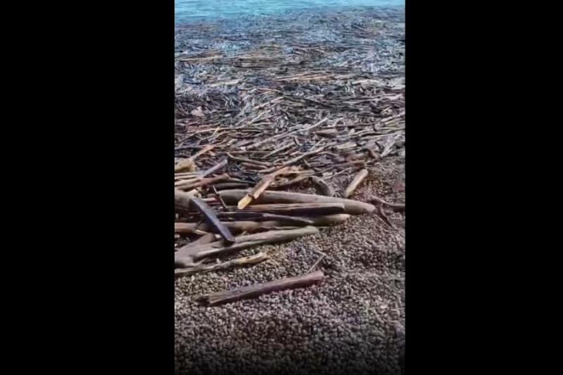 Берег Обского моря за час завалило древесиной из-за паводка в Новосибирске