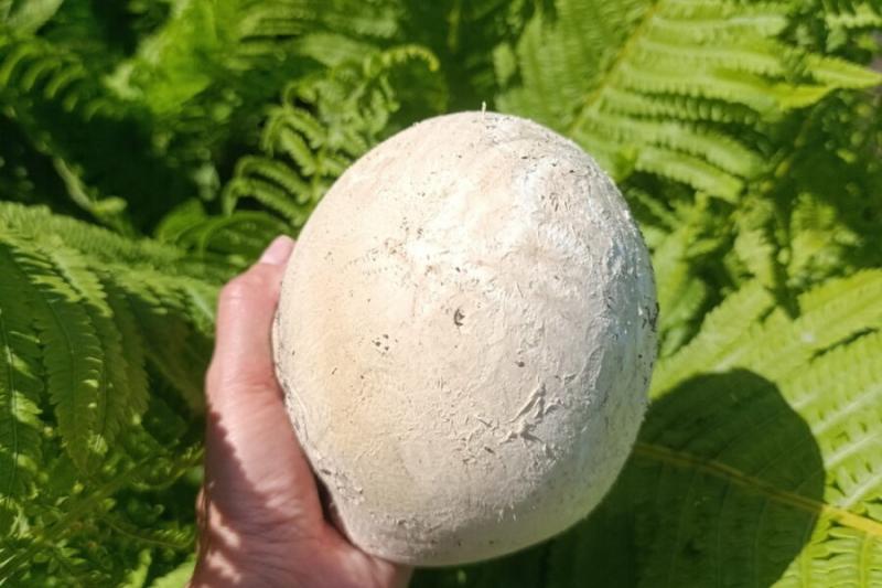 Гриб со страусиное яйцо нашли в Новосибирской области