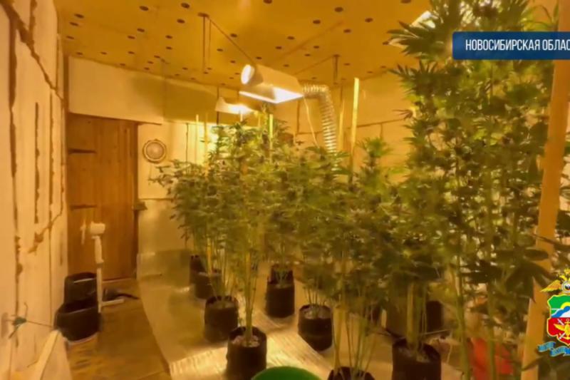 Теплицы с марихуаной пропололи полицейские во огороде частного дома под Новосибирском