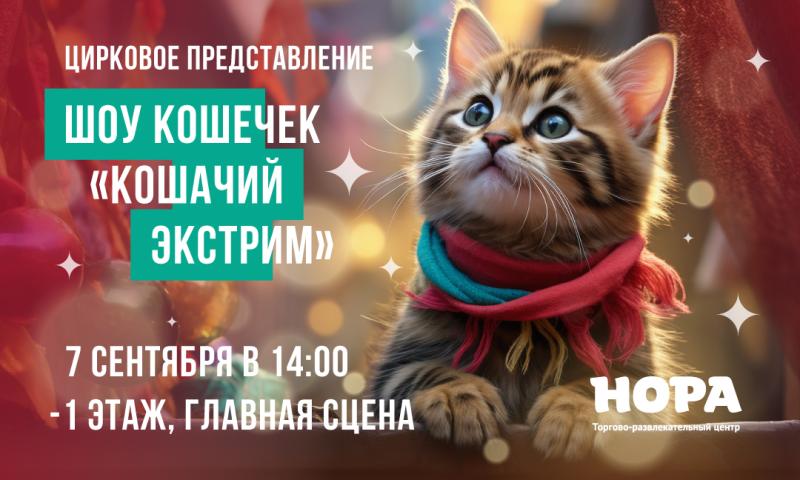 Цирковое шоу «Кошачий экстрим» в ТРЦ «Нора»