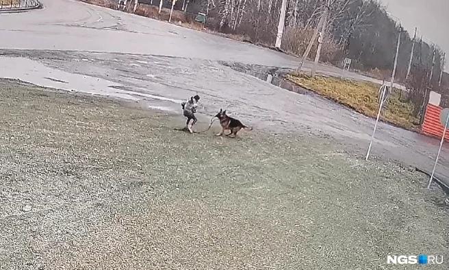 На видео попала прогулка девочки перед нападением собаки в Болотном: ребенок играл с овчаркой на поводке