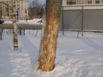 Заготовка для фигуры из дерева